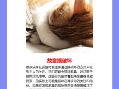 -纳吉亚猫专科动物诊疗中心(蒋宅口分院)