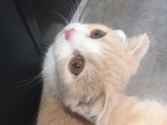 -瞄一喵猫咖(格力海岸店)