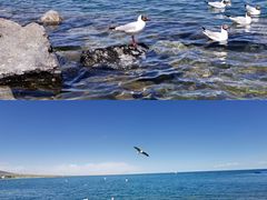 -青海湖国家重点风景名胜区