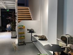 -琪喵猫屋·撸猫猫咖·猫舍