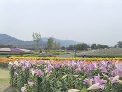 -径山花海