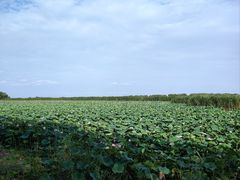 -洪湖生态旅游区