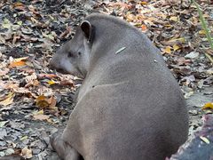 -清迈夜间动物园