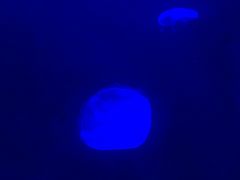 -暹罗海洋世界