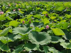 -荷塘月色湿地公园·向阳花洲