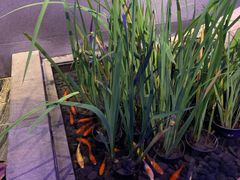 -上海外滩英迪格酒店