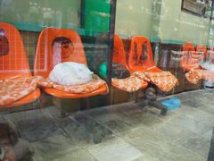 -猫咪博物馆(顶澳仔猫街店)