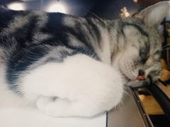 -咖法森林·咖啡  酒吧(天河店)