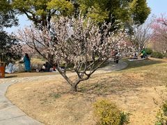 -无锡梅园公园