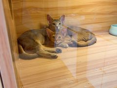 -猫十亿·布偶金渐层·曼基康矮脚猫舍(青年路店)