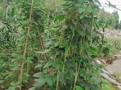 -谭家菜农夫山庄