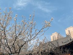 -西安大兴善寺