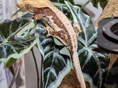 -酷以爬仙阁实体爬宠店·守宫·蜥蜴·专业繁育