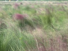 -王借岗森林公园