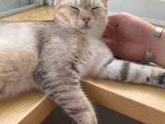 -Heymao猫咖.咖啡厅(东门店)