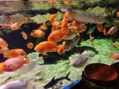 -太平洋海底世界