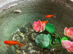 -福照楼汽锅鸡·云南菜(火车站锦江店)