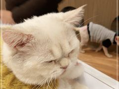 -COLOR PETS 撸猫馆·购猫·猫咖(长风大悦城店)