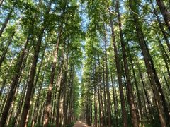 -日照海滨国家森林公园