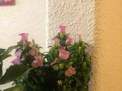 -绝城芋儿鸡(犀浦旗舰店)