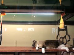 -猫咪博物馆(顶澳仔猫街店)