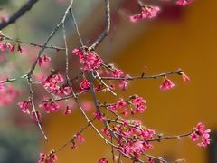 -溪岸路花鸟市场