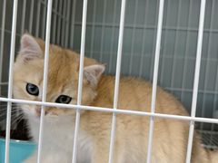 -翊宠yipet猫狗购宠庄园犬舍•猫舍