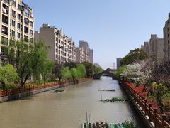 -高东镇樱花园