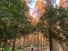 -黄海国家森林公园