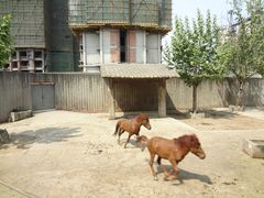 -成都动物园
