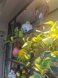 -冰岛刺青·手工耳饰品售卖·专业纹身