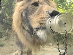 -栾川竹海野生动物园