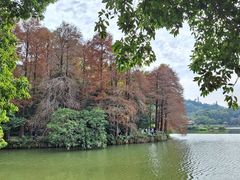 -深圳仙湖植物园