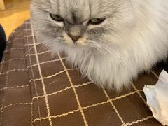 -万小咖.猫咖(中山路天虹店)