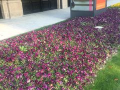 -人民公园-相亲角