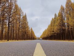 -塞罕坝国家级自然保护区