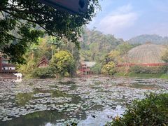 -野象谷景区