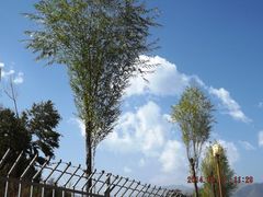 老爷山下的小树、蓝天、白云-老爷山风景区
