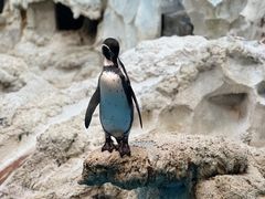 -帝企鹅自助餐厅•儿童岛•真企鹅(长隆企鹅酒店)