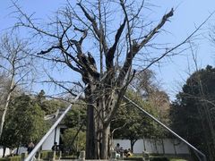 -上海佘山国家森林公园天马山园