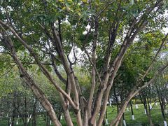 -重庆中央公园(渝北区)