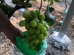 -马陆小张葡萄园农家乐