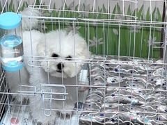 -囡的喵喵酱·萌宠生活馆·宠物洗护美容(胶州路店)