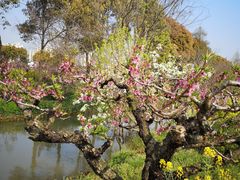 -南汇桃花村
