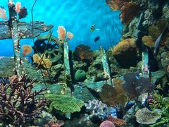 -瑞普利水族馆