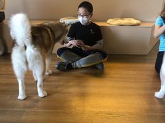 -Husky Go! 哈士奇体验馆·宠物咖啡厅狗咖