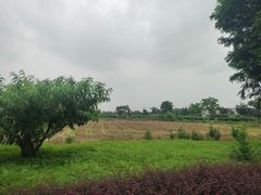 -田园东方蜜桃村的田野营地
