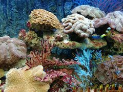 -北戴河圣蓝海洋公园