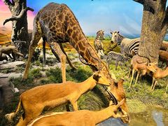 -国家自然博物馆