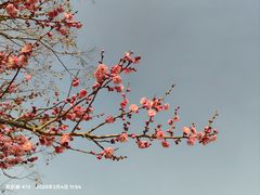 -羊山湖公园